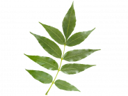 compound leaves of ash tree