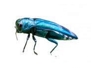 EAB insect