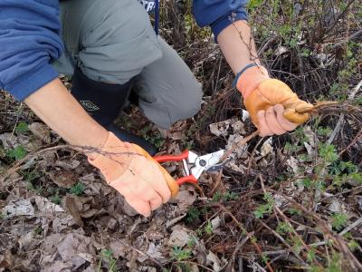 Use of hand pruners purchased by grant