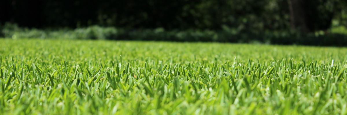 Grass Photo