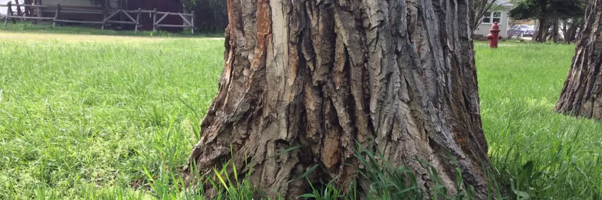Photo of Tree