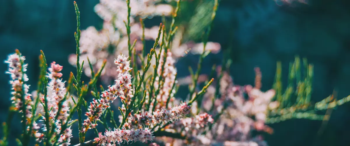 photo of saltcedar